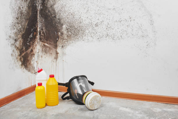 Best Residential Mold Removal  in North Key Largo, FL