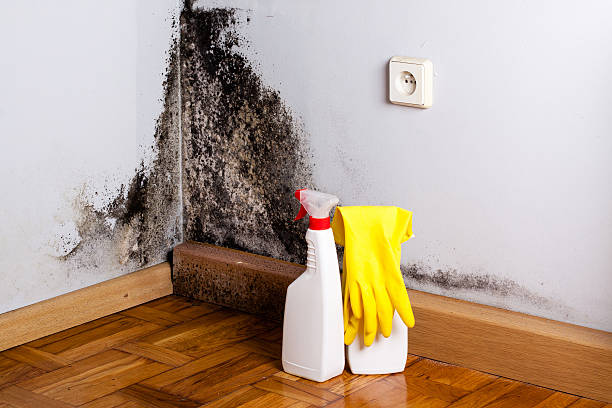 Best Mold Damage Repair  in North Key Largo, FL