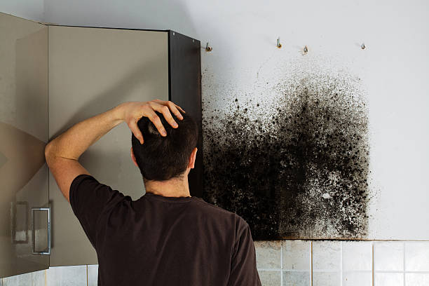 Home Mold Removal